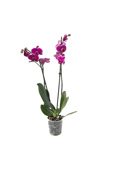 Phalaenopsis Pretoria (Fuşya Orkide) 12 CM 70-80 CM