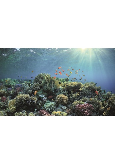 Kanki Pet Kp8550030 Akvaryum Arka Fon Yapıştırma 85 X 50 Cm
