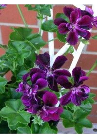 4lü Set Sardunya Çiçeği Fidanı 15-30cm Saksılı Pelargonium Flower