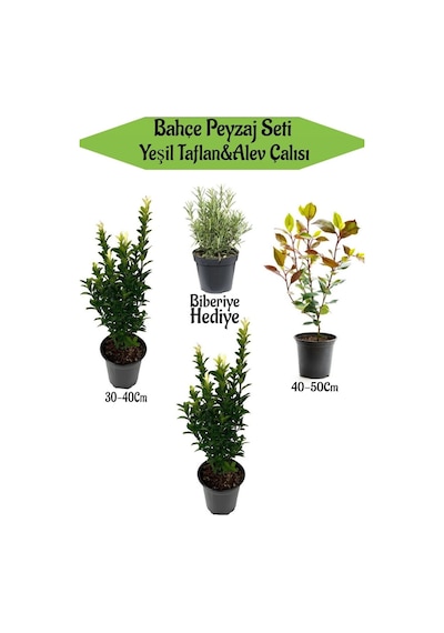 Bahçe Peyzaj Seti 2 Adet Yeşil Taflan+1 Adet Alev Çalısı+ Hediye Biberiye