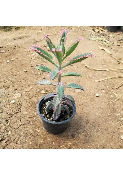 Kalanchoe Delagoensis Aşkın Gözyaşı Sukulent 10-20 Cm