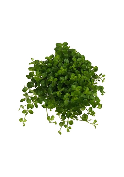 Peperomia Rotundifolia Ø12 CM Y15-20 CM