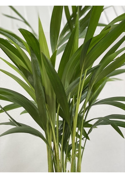 Areka Palmiyesi 170-180 Cm -  Salon Ofis Bitkisi 6343