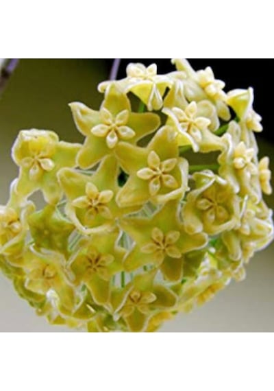 Limoni Yıldız Hoya Mum Çiçeği Fidanı
