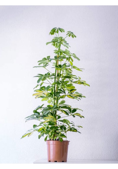 Videolu Çift Dal Şeflera 60 80 Cm 1 Adet Saksılı Iç Mekan Biitkiisi Schefflera