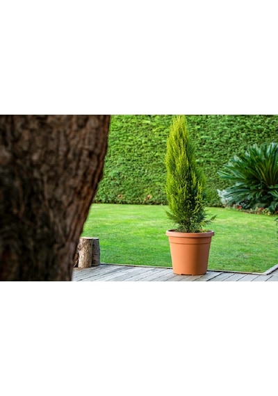 Serinova Vaha Geniş Tabanlı Saksı 3,9 Lt No 3 46838853