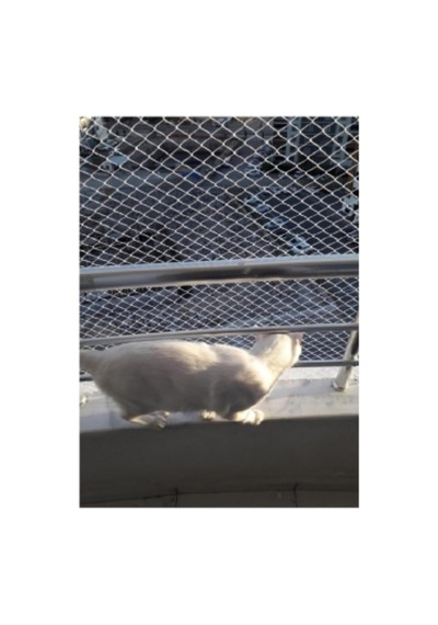 2 X 1 Metre Kedi Koruma Filesi Kedi Filesi Balkon Filesi 1 Mm Kedi Güvenlik Filesi -