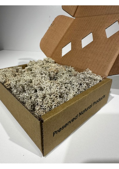 Reindermoss Şoklanmış Norveç Yosunu Terarium Yosunu Natural Green 100 Gr.