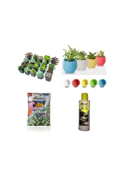Sukulent Başlangıç Seti / 10 Bitki- Saksı-toprak-bitki Besini