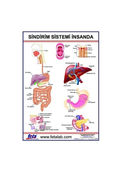 Sistemi Levhası Insanda
