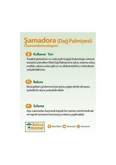 Şamadora Dağ Palmiyesi 20-40 Cm Yeşil