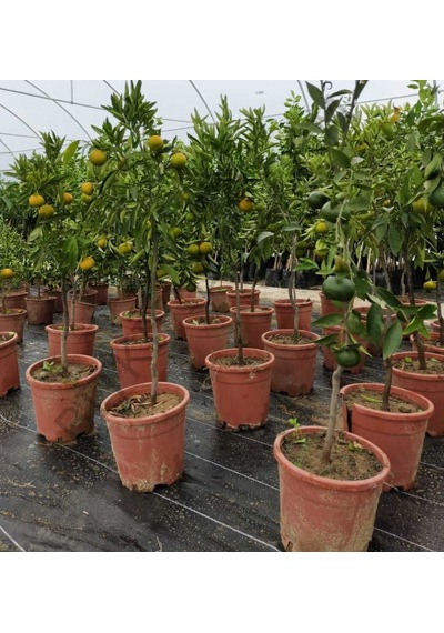 Bitkifidan 5 Yaş Aşılı Satsuma Mandalina Fidanı