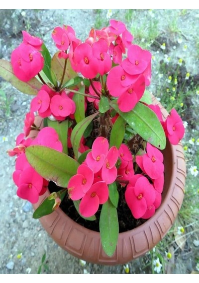 Videolu 3'lü Pembe Renk Dikenler Tacı Çiçeği 10-20 Cm Tüplü Çiçekli Bodur Bitkler Euphorbia Milii