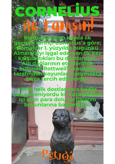 Petjoo 20.Cornelius Turuncu-Yeşil Qr'lı Köpek Künyesi