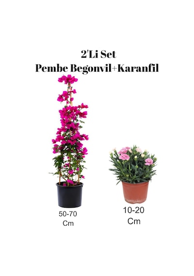 2'li Set Pembe Bahçe Çiçeği Begonvil+ Karanfil Dış Mekan Bitkisi