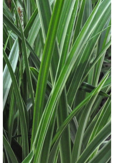 Yeşil Carex Bitkisi x 50 ad