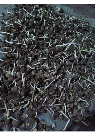 Salep Fidesi Serapies