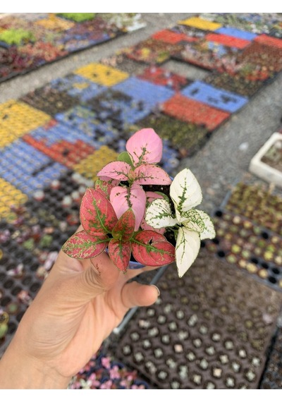 Üç Renk Hostes Bitkisi 5 15 Cm 3 Adet Mini Saksılı Iç/ Dış Mekan Bitkisi Hypoestes