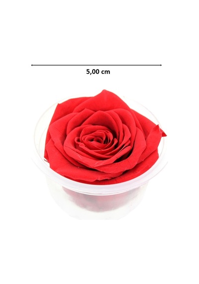 Şoklanmış Solmayan Gül. 5 CM - Kırmızı