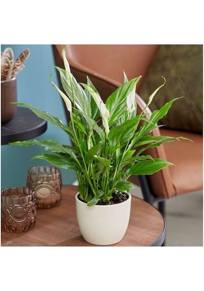 Barış Çiçeği Spathiphyllum 40cm 3 Adet