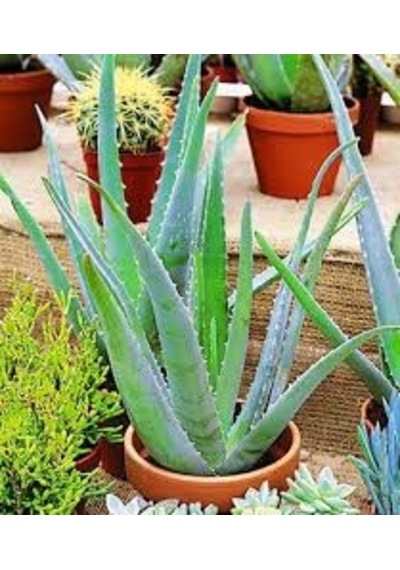 20 Adet Tohum Organik Aleovera Çiçeği Tohumu Balkon Aloevera Çiçe