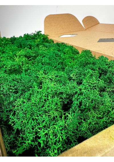 Reindermoss Şoklanmış Norveç Yosunu Terarium Yosunu Grass Green 500 Gr.