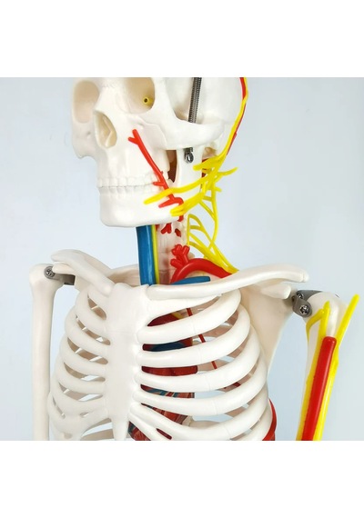 İnsan İskeleti Modeli Sinirler, Kan Damarları Ve Kalp İçerir , 85 Cm - İskelet Maketi 01