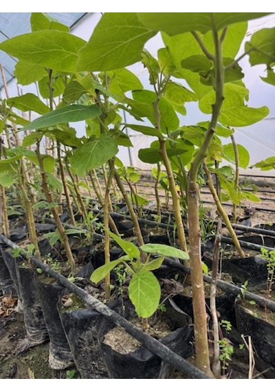 Tüplü 2 Yaş Tamarillo Domates Ağacı Fidanı 50-70 Cm