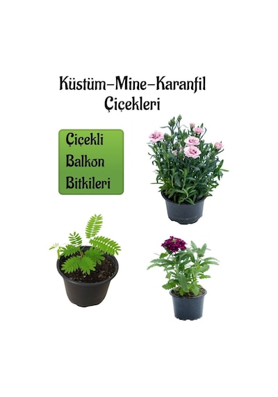 Küstüm Çiçeği 1 Adet 8/10cm +pembe Karanfil Çiçeği 10-15cm+mor Mine Çiçeği 10-15cm