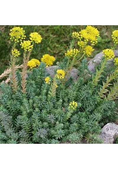 Sedum Reflexum Dam Koruğu Yer Örtücü-yayılıcı Bitki 135 Adet