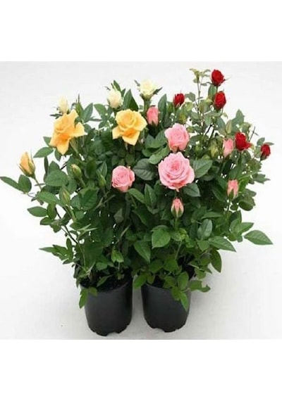 Videolu Renkli 5 Çeşit 5 Adet Kabristan Çiçek Seti 40-80cm Saksılı Chrysanthemum