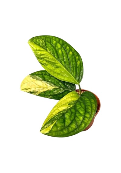 Monstera 'Peru Variegata' (Deve Tabanı) Ø10,5 CM Y15-20 CM