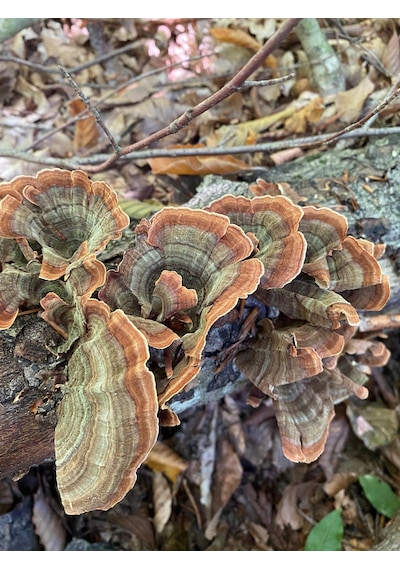 Şifa Hindikuyruğu Coriolus Versicolor 80 G
