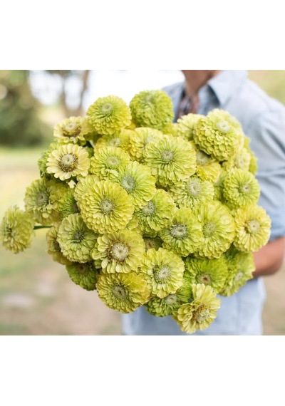 Megcito Zinnia - Kirli Hanım Tohumu Dev Çiçekli, Uzun Boylu - Lime Renkli - 5 Tohum