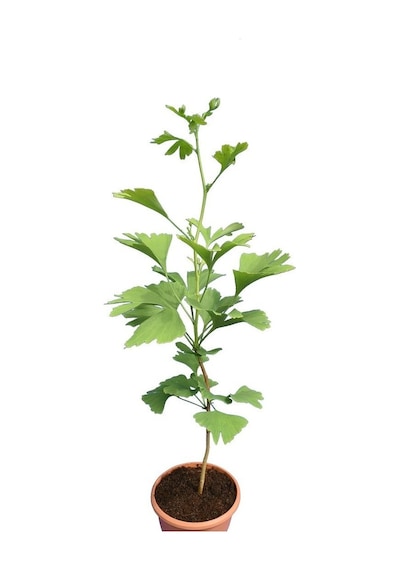 Ginkgo Biloba Fidanı 5 Adet - Mabet Ağacı
