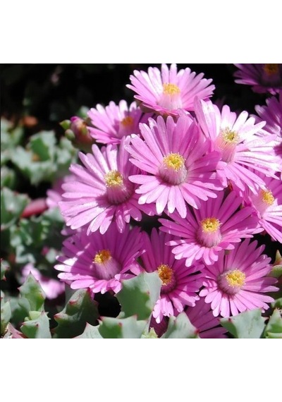 Pembe Buz Çiçeği Oscularia Deltoides 135 Adet