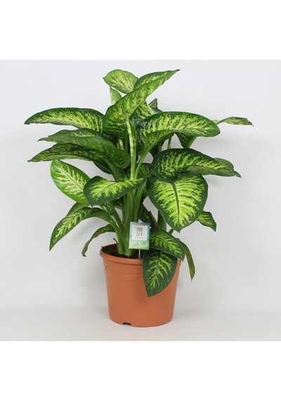 Dieffenbachia - Difenbahya Tropic Snow 70-90 Cm Boyunda Üretim Saksısında