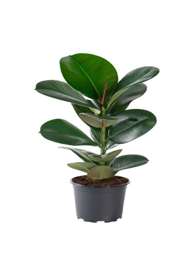 Videolu Kauçuk Bitkisi Tek Dal 1 Adet Saksılı 40-60cm Iç Mekan Salon Bitkisi Ficus Elastica