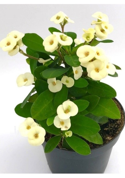 Krem Renk Ithal Dikenler Tacı 1 Adet Saksılı 20-40cm Çiçekli Kaktüs Euphorbia