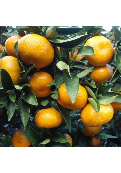 3 Yaş Bodrum Mandalinası Fidanı
