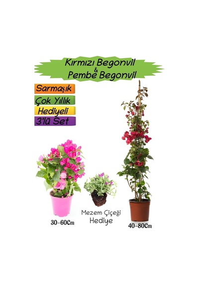 Kırmızı Renk Begonvil+pembe Begonvil+mezem Çiçeği 3'lü Peyzaj Seti