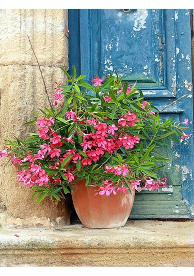 Videolu Pembe Renkli Zakkum Çiçeği Fidanı 40 60cm Adet Saksılı Dış Mekan Bitkisi Nerium Oleander