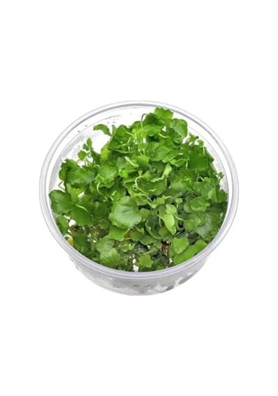 Cardamine Lyrata In Vitro Canlı Bitki