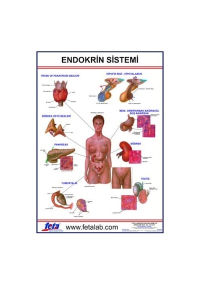Endokrin Sistem Eğitim Plakası