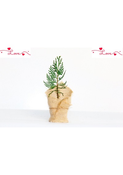 NİKAH ÇAMI 50 ADET - ÖZEL GÜN FİDANI (Mazı-Thuja Orientalis)