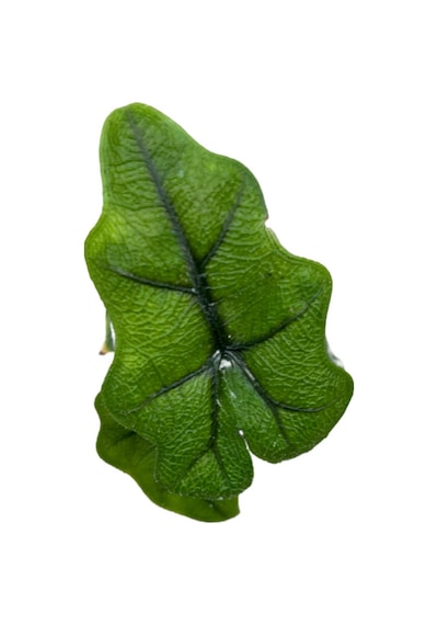 Alocasia Jacklyn Fil Kulağı