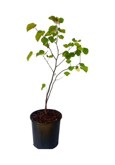 Pembe Erguvan Ağacı Fidanı 1 Adet Saksılı/tüplü 50-70cm Pink Cercis