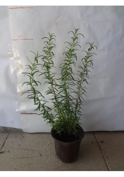 Yeşil Deniz Fidancılık Biberiye 20-40 CM