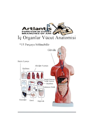 İnsan Organ Maketi 27 Cm 1 Adet İnsan Anatomi Modeli 15 Parça Sök Tak İnsan İç Organları Tıbbi Model Vücut