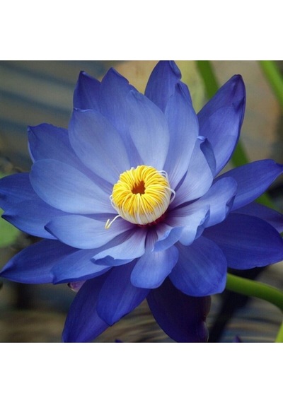 Mavi Lotus Tohumu